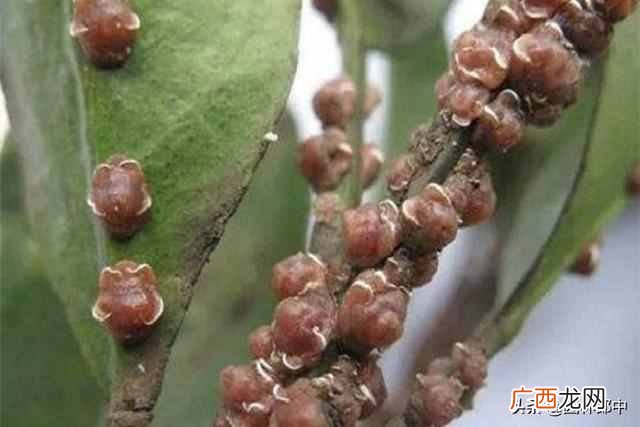 三月开什么花？三月份开的花有哪些