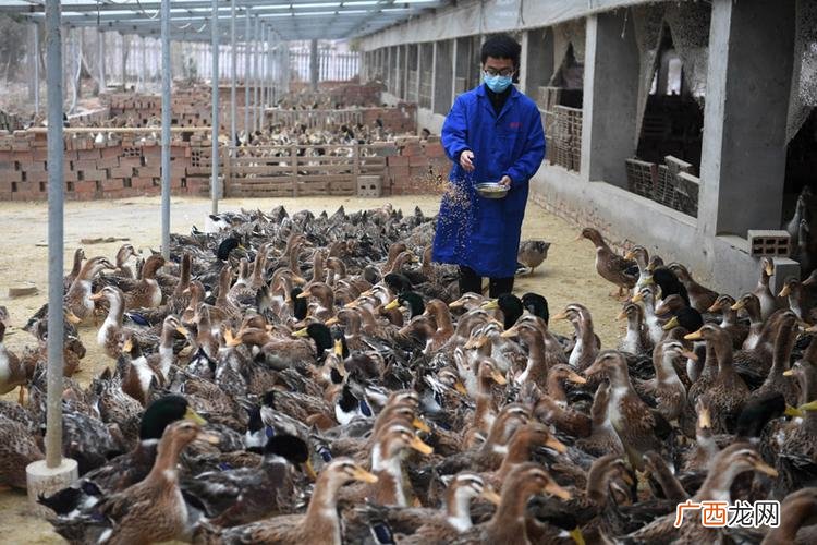 种鸭的饲养与管理技术 金定鸭养殖技术