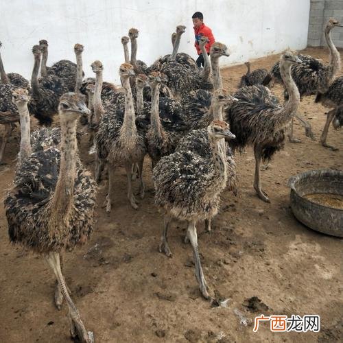 一亩地能养多少只鸵鸟 鸵鸟家养技术