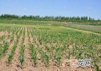 山西旱作农业特点 旱作农业技术