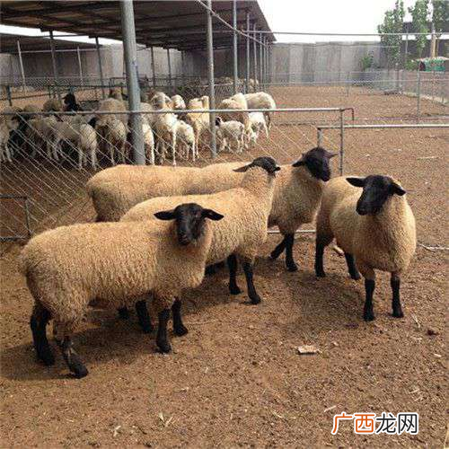 我想搞养殖 绵羊养殖技术视频