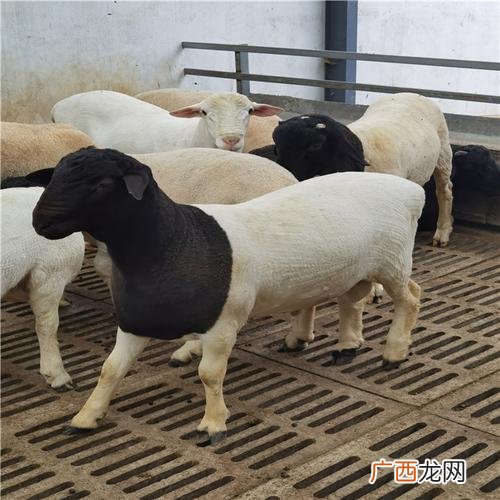 我想搞养殖 绵羊养殖技术视频