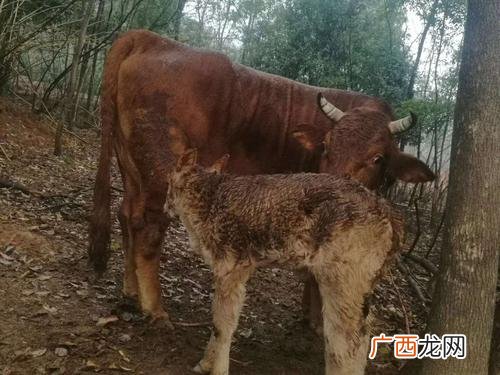 小牛犊的饲养方法 小牛犊养殖技术