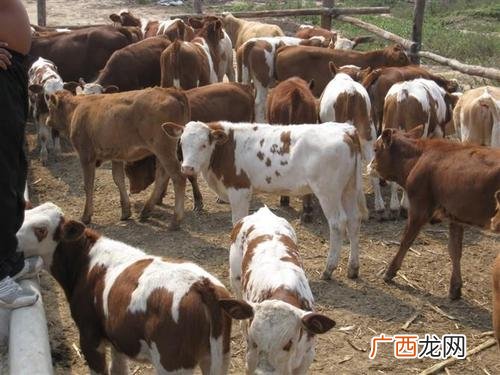 奶公牛犊的喂养技术 奶公牛育肥技术