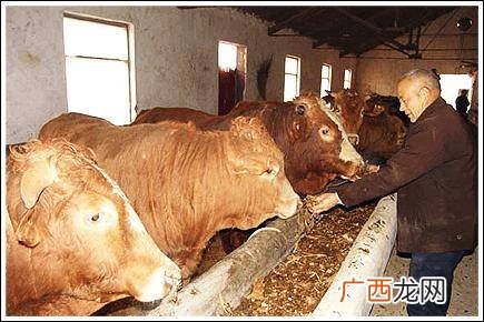 奶公牛犊的喂养技术 奶公牛育肥技术
