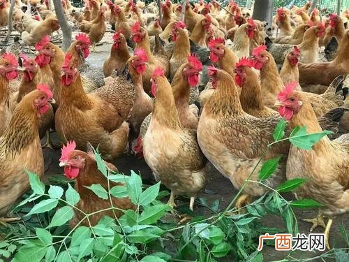 怎样养土鸡 灵山土鸡养殖技术