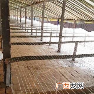 养鸭棚子的搭建 大棚养鸭技术
