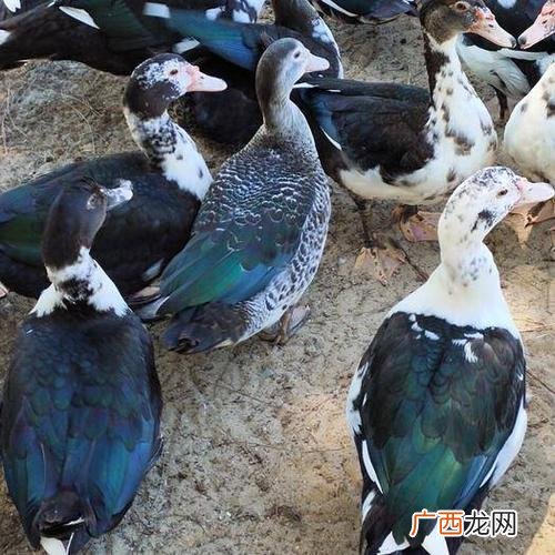 番鸭饲养技术骡鸭 骡鸭养殖技术