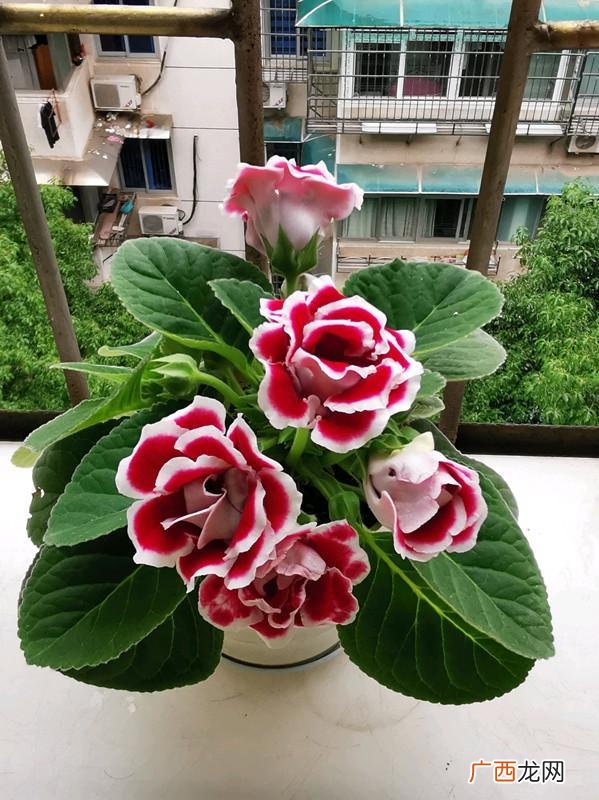 家庭常见花卉大全图解 花卉大岩桐大全