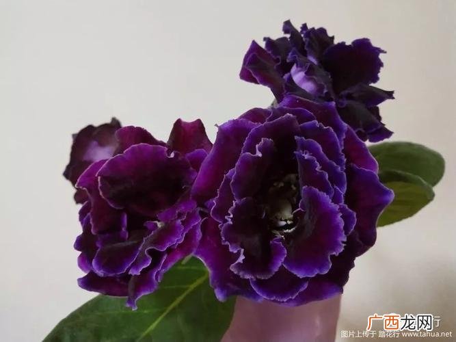 家庭常见花卉大全图解 花卉大岩桐大全