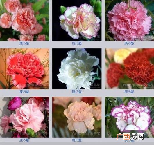 花卉大全 世界花卉名字及介绍
