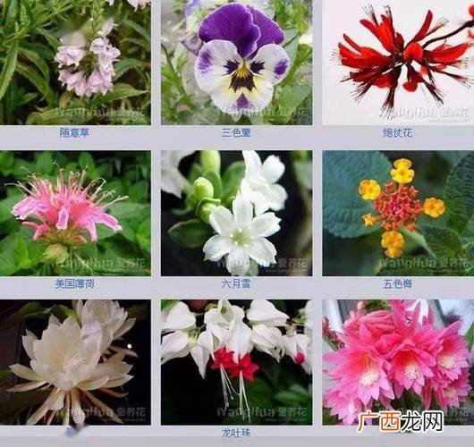 花卉大全 世界花卉名字及介绍