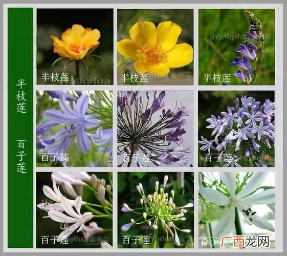 花卉大全 世界花卉名字及介绍
