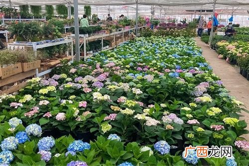 云南最大的花卉市场在哪里 云南省最大的花卉交易市场