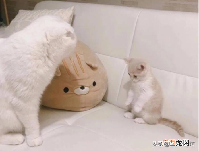 摩羯座和双鱼座，摩羯座和双鱼座怎么相处