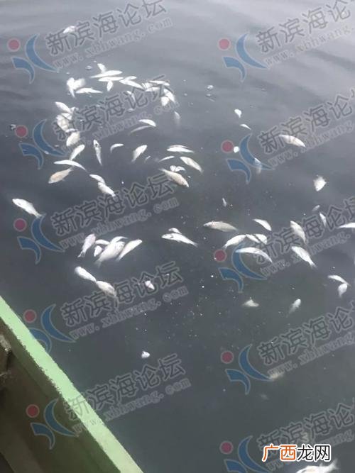 南美白对虾养殖技术 下列不属于水产养殖死亡责任的