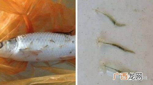 沙虫养殖技术视频 水产养殖塘里的沙虫