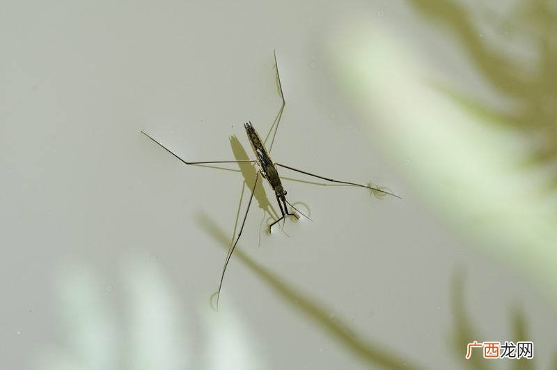 水产养殖敌百杀虫剂 水产养殖塘里有大量枝角类虫有害吗