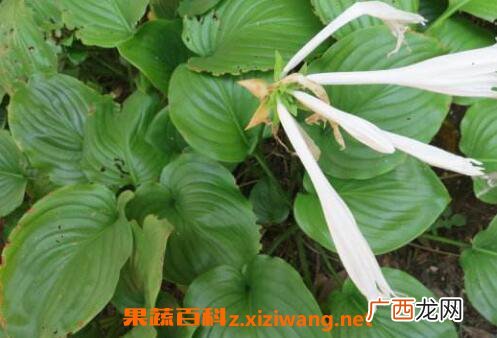 化骨莲图片 化骨莲的功效与作用