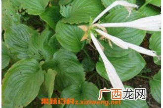 化骨莲图片 化骨莲的功效与作用