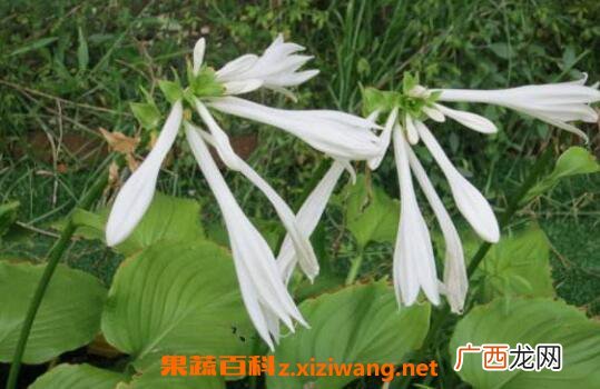 化骨莲图片 化骨莲的功效与作用
