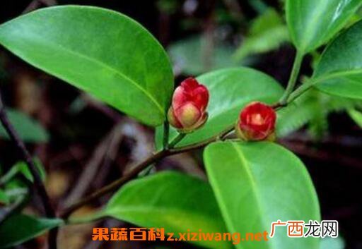 虎爪风的功效与作用 中药虎爪风的药用价值