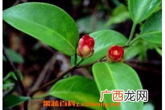 虎爪风的功效与作用 中药虎爪风的药用价值