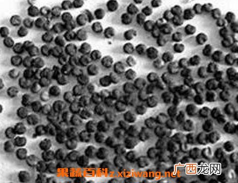 白花菜子的功效与作用