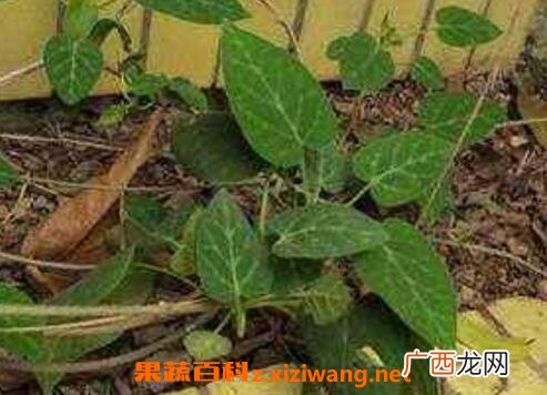 中药黑骨藤的功效与作用及药用价值