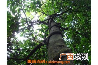 中药黑骨藤的功效与作用及药用价值