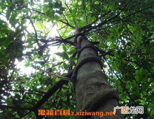 中药黑骨藤的功效与作用及药用价值