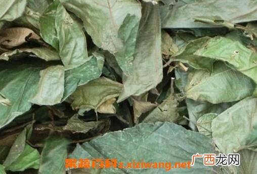 布渣叶的功效与作用及食用方法