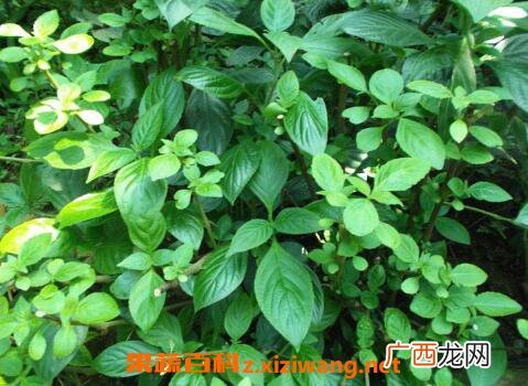 南板蓝根的功效与作用