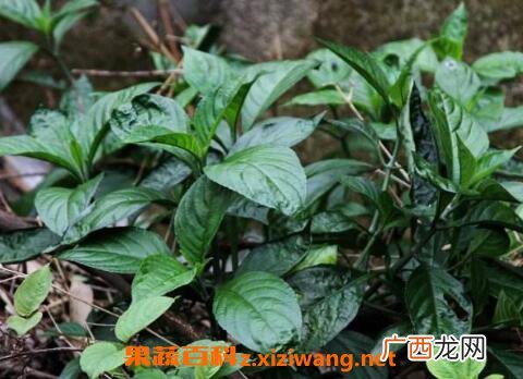 南板蓝根的功效与作用