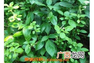 南板蓝根的功效与作用
