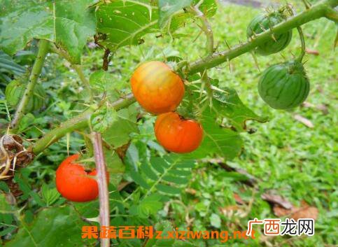 假茄子的功效与作用