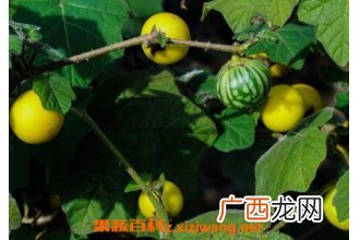 假茄子的功效与作用