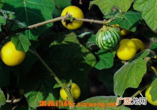 假茄子的功效与作用
