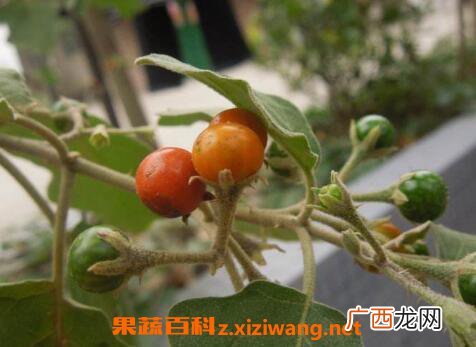 刺天茄的功效与作用 刺天茄的药用价值
