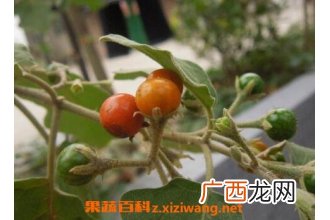 刺天茄的功效与作用 刺天茄的药用价值