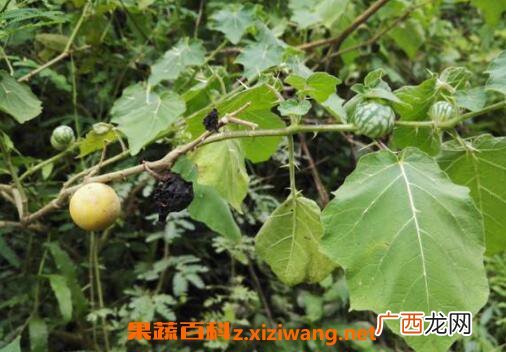 刺天茄的功效与作用 刺天茄的药用价值