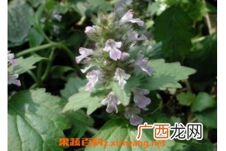 大苦草的功效与作用