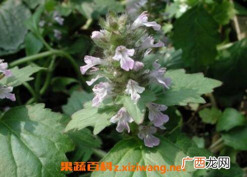 大苦草的功效与作用