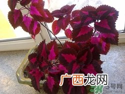 紫苏叶可以泡脚吗?苏子叶泡酒有什么功效
