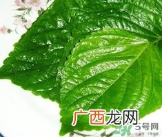 紫苏叶可以泡脚吗?苏子叶泡酒有什么功效