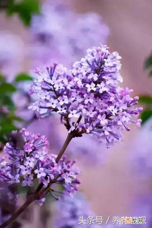 杭州四月开什么花？最好的5种花，红的耀眼