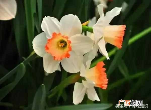 杭州四月开什么花？最好的5种花，红的耀眼