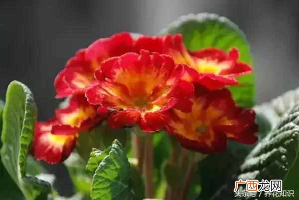 杭州四月开什么花？最好的5种花，红的耀眼