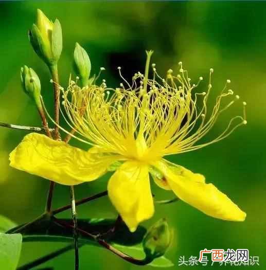杭州四月开什么花？最好的5种花，红的耀眼