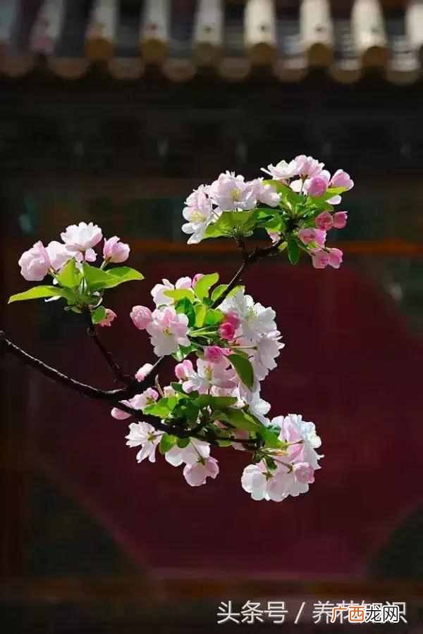 杭州四月开什么花？最好的5种花，红的耀眼